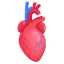 MedyHealth - Heart in Gurgaon Delhi NCR