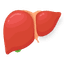 MedyHealth - Liver in Gurgaon Delhi NCR
